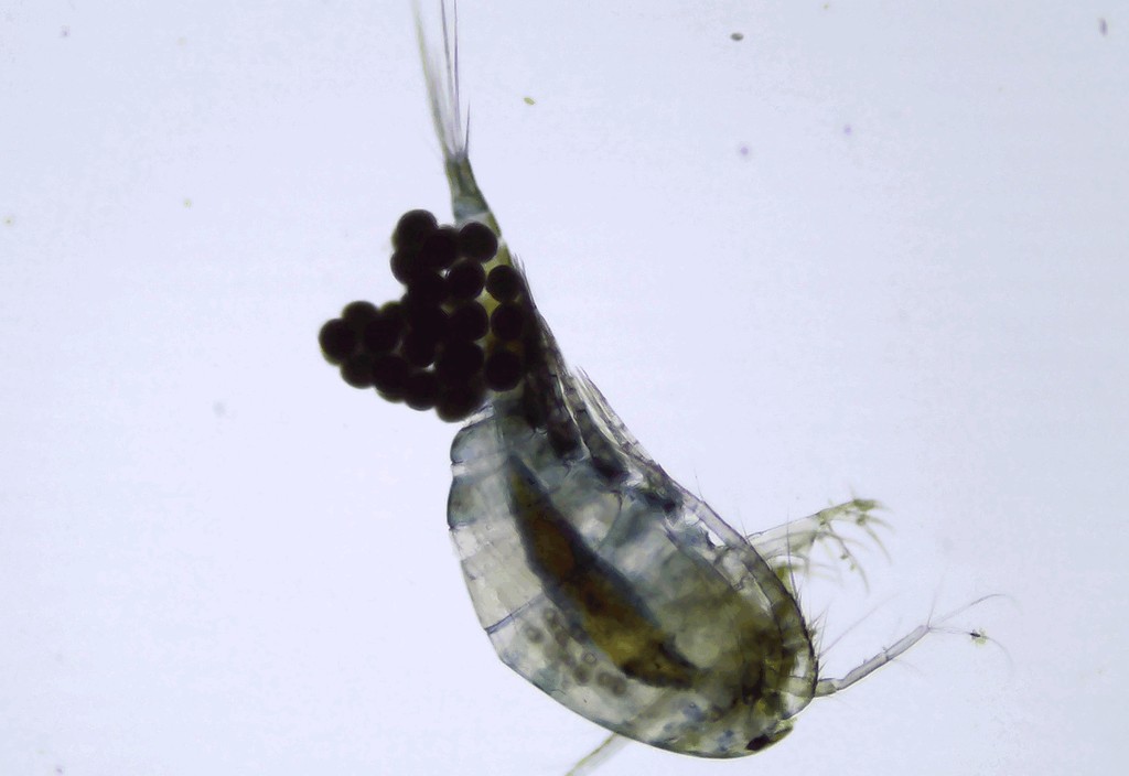 Macrocyclops_fuscus-14a.jpg