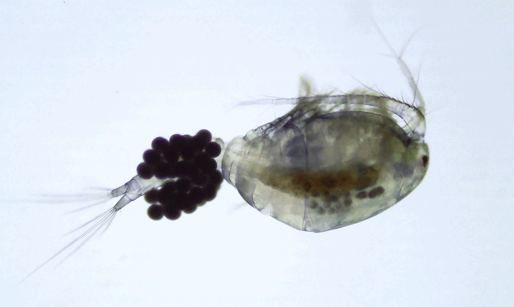 Macrocyclops_fuscus-16.jpg