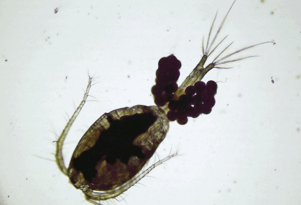 Macrocyclops_fuscus-17.jpg