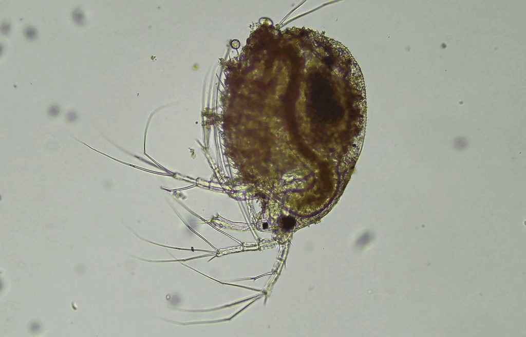 Macrothrix_laticornis-1.jpg
