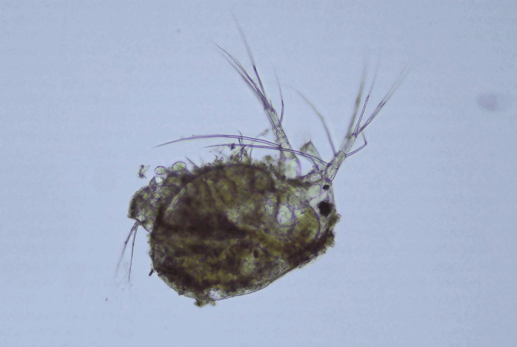 Macrothrix_laticornis-2.jpg