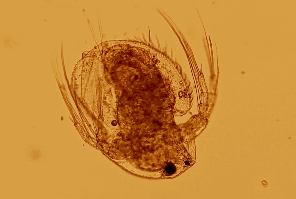 Macrothrix_laticornis-3.jpg