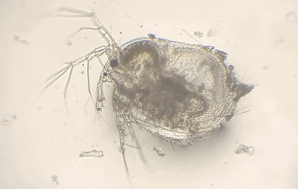 Macrothrix_laticornis-4.jpg