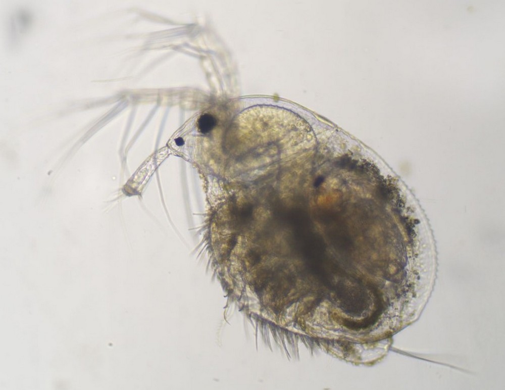 Macrothrix_laticornis-6.jpg