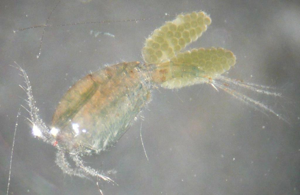 Megacyclops_viridis-15.jpeg