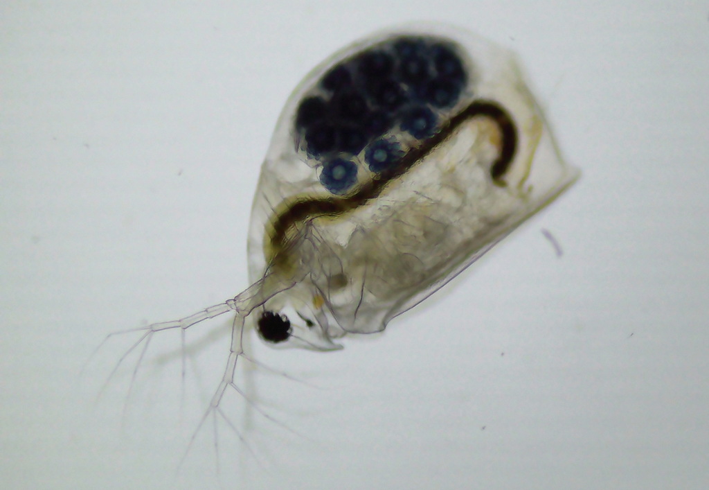 Megafenestra_aurita-1.jpg