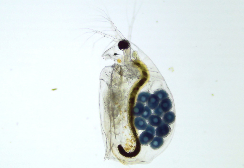 Megafenestra_aurita-3.jpg