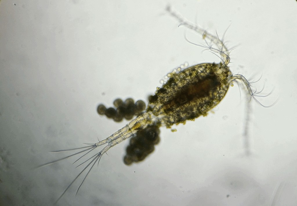 Mesocyclops_leuckarti-11.jpg