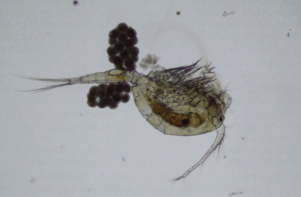 Mesocyclops_leuckarti-13.jpg