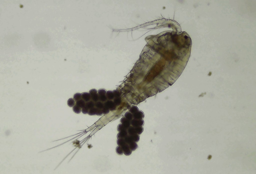 Mesocyclops_leuckarti-14.jpg