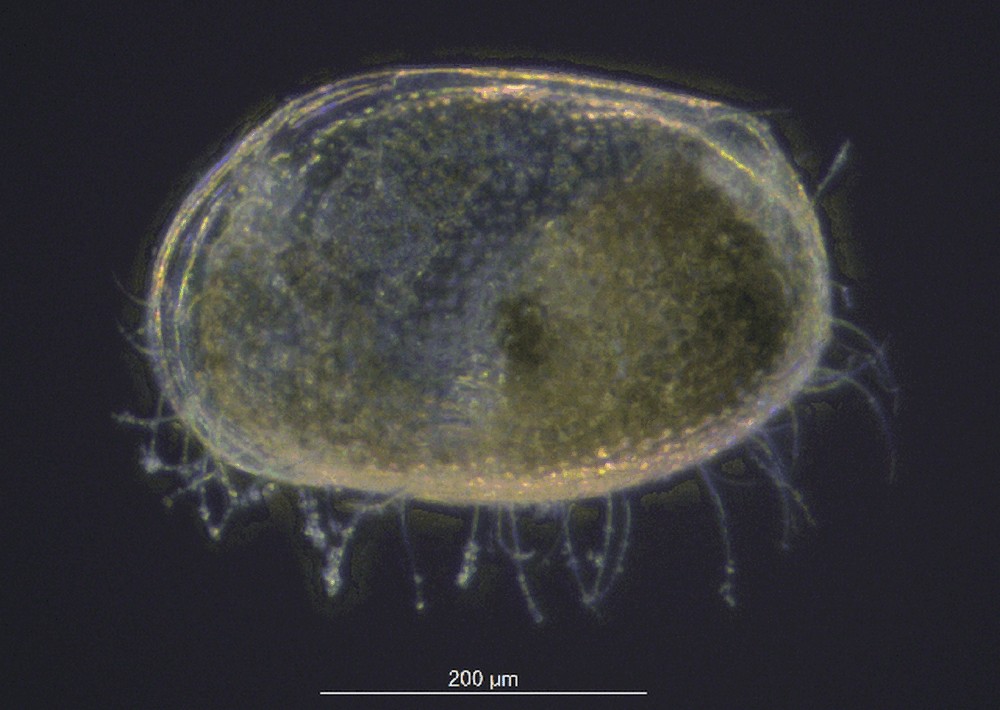 Metacypris_cordata-1a.jpg