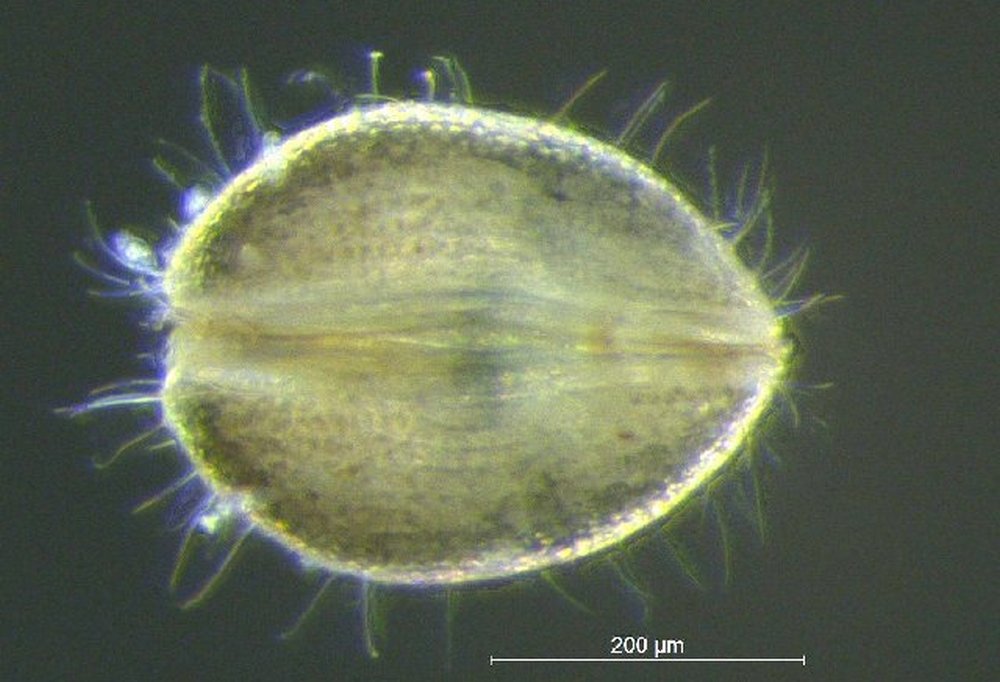 Metacypris_cordata-2a.jpg