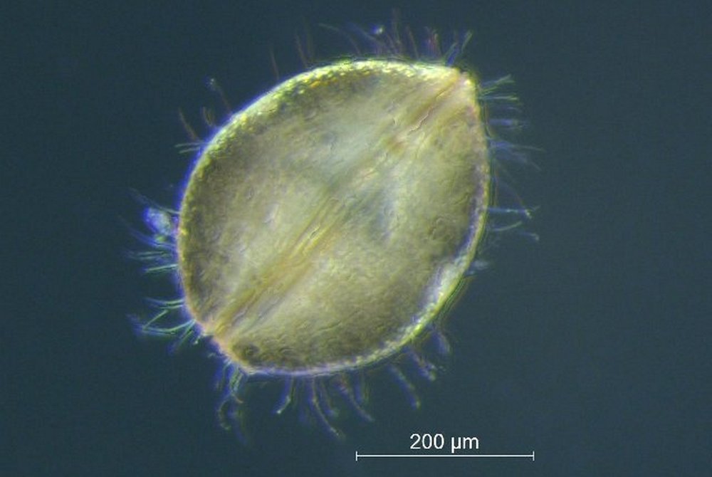 Metacypris_cordata-3a.jpg