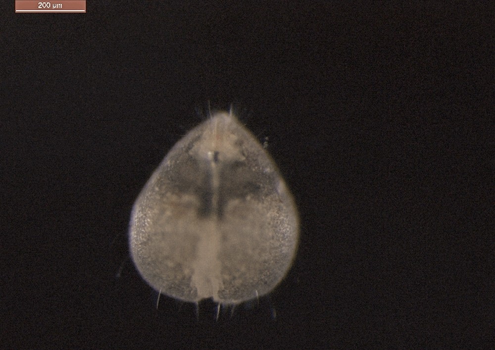 Metacypris_cordata-4a.jpg