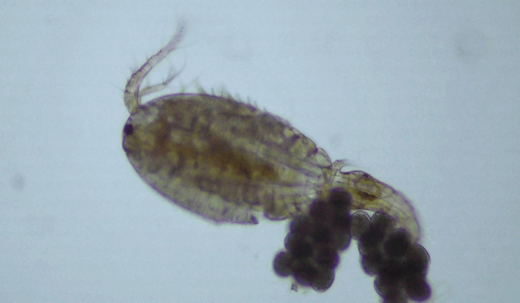 Microcyclops_rubellus-11.jpg