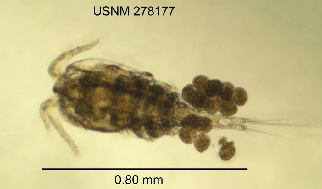 Microcyclops_rubellus-15.jpg