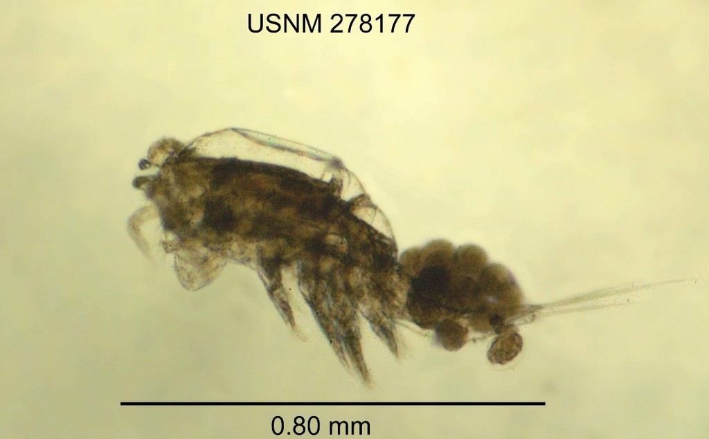 Microcyclops_rubellus-16.jpg