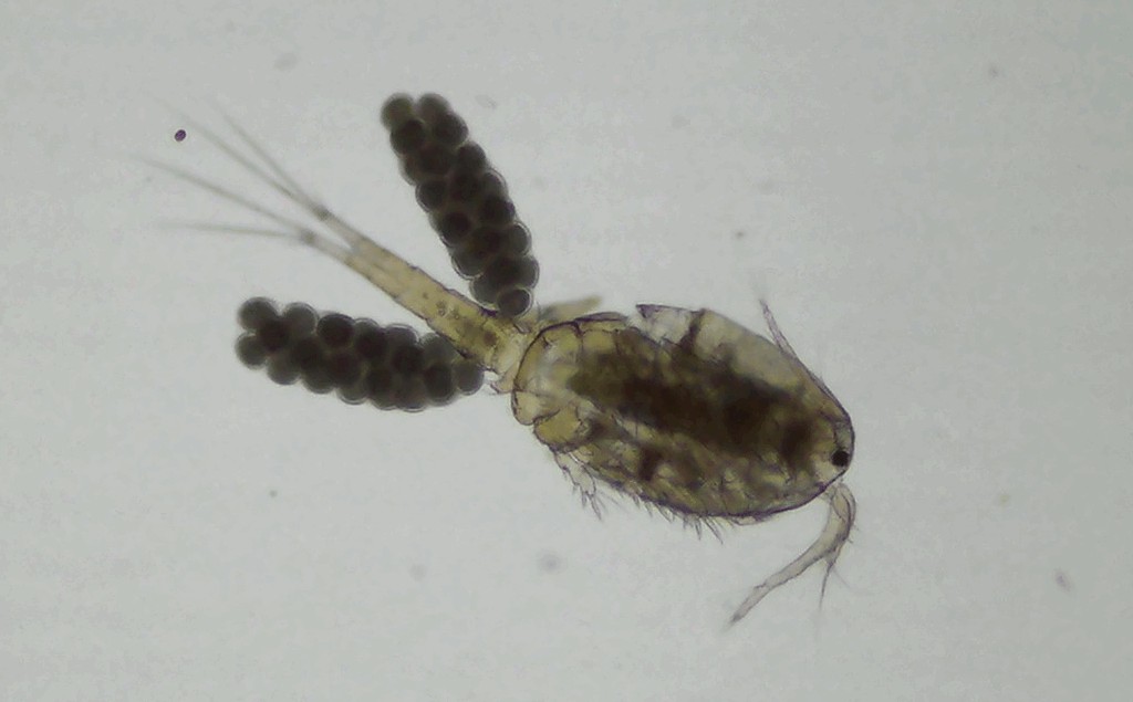 Microcyclops_varicans-1.jpg