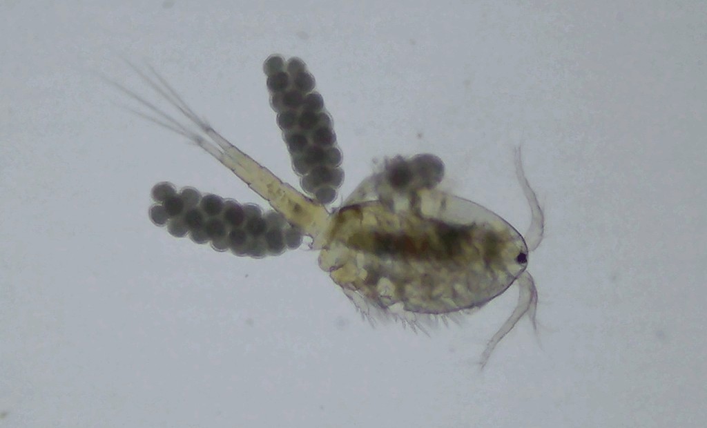 Microcyclops_varicans-2.jpg