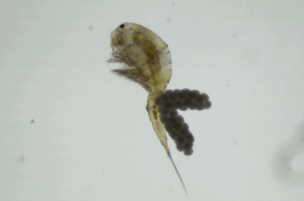 Microcyclops_varicans-5.jpg