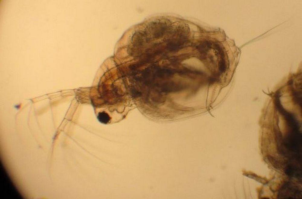 Moina_brachiata-2.jpg