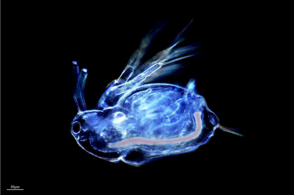 Moina_macrocopa-10.jpg