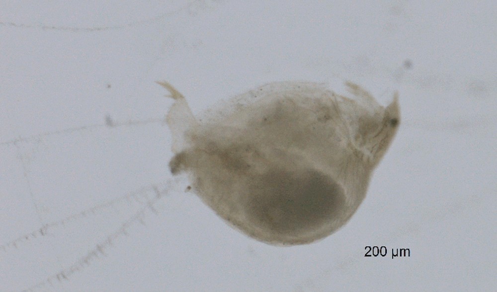 Monospilus_dispar-10.jpg