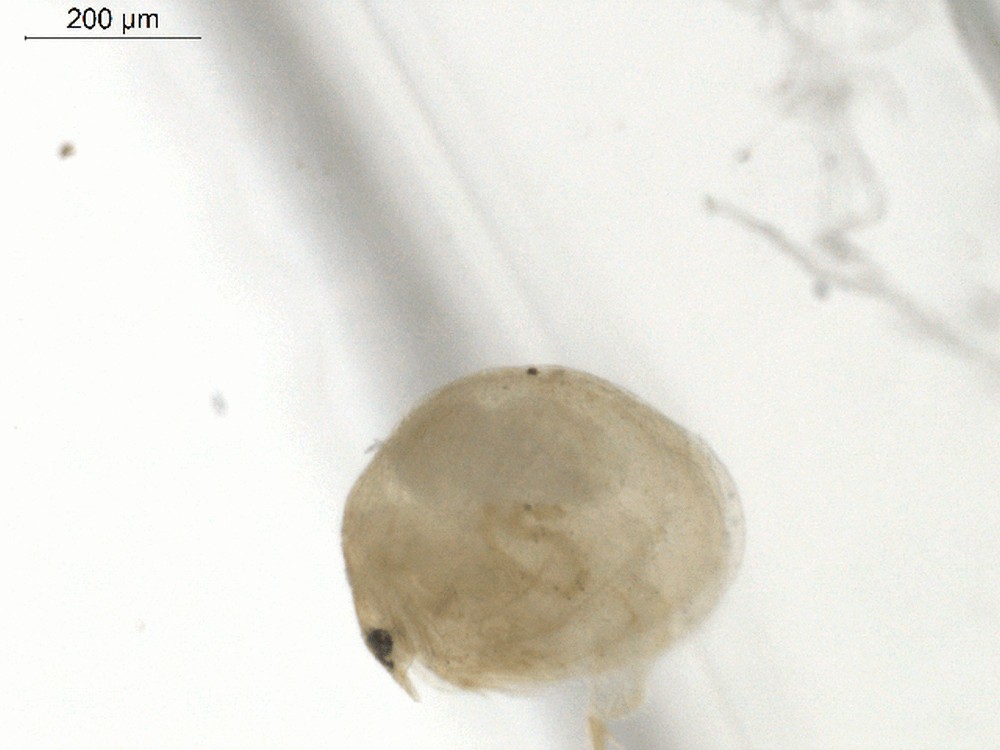 Monospilus_dispar-11.jpg