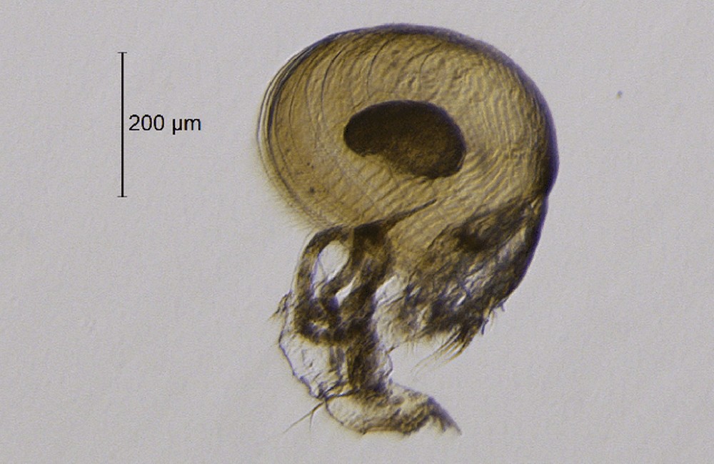 Monospilus_dispar0.jpg