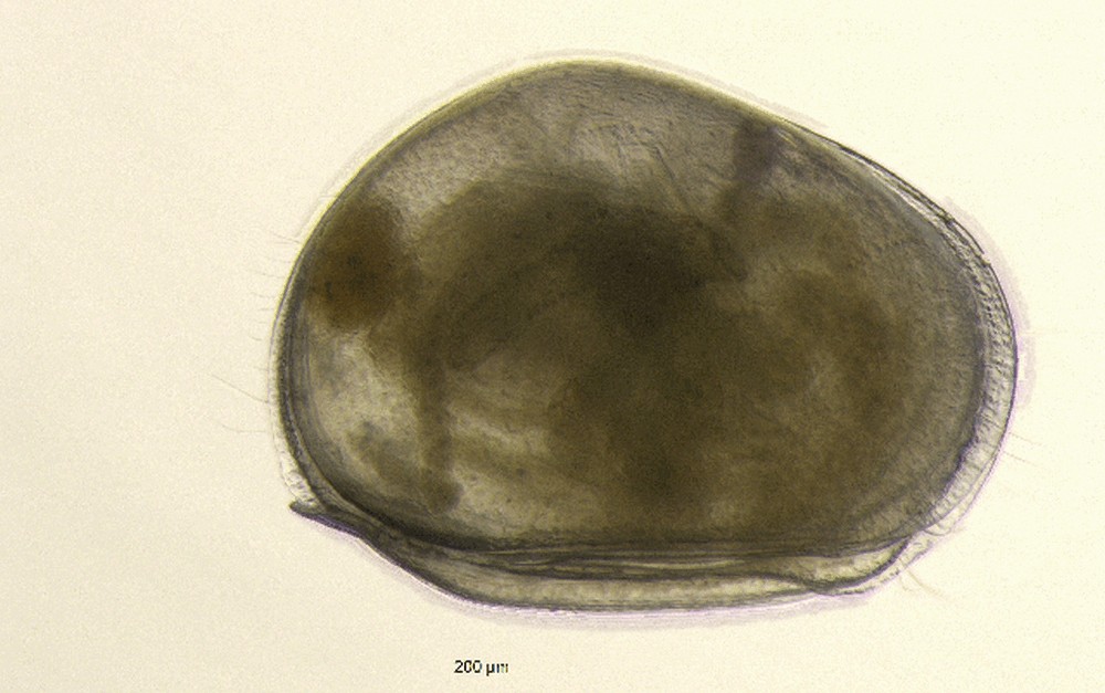 Notodromas_monacha-11.jpg