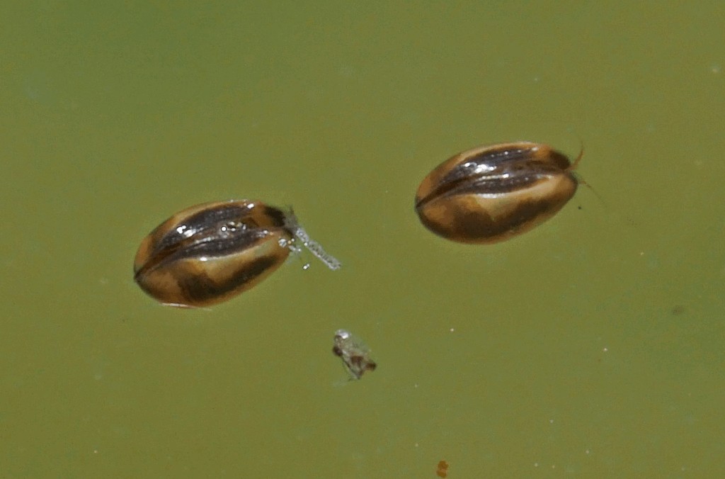 Notodromas_monacha-14a.jpg