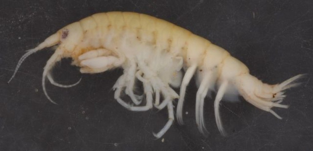 Obesogammarus_crassus-10.jpg