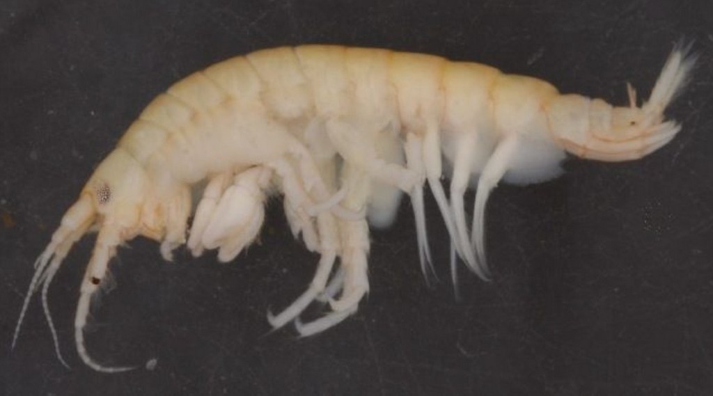 Obesogammarus_crassus-11.jpg