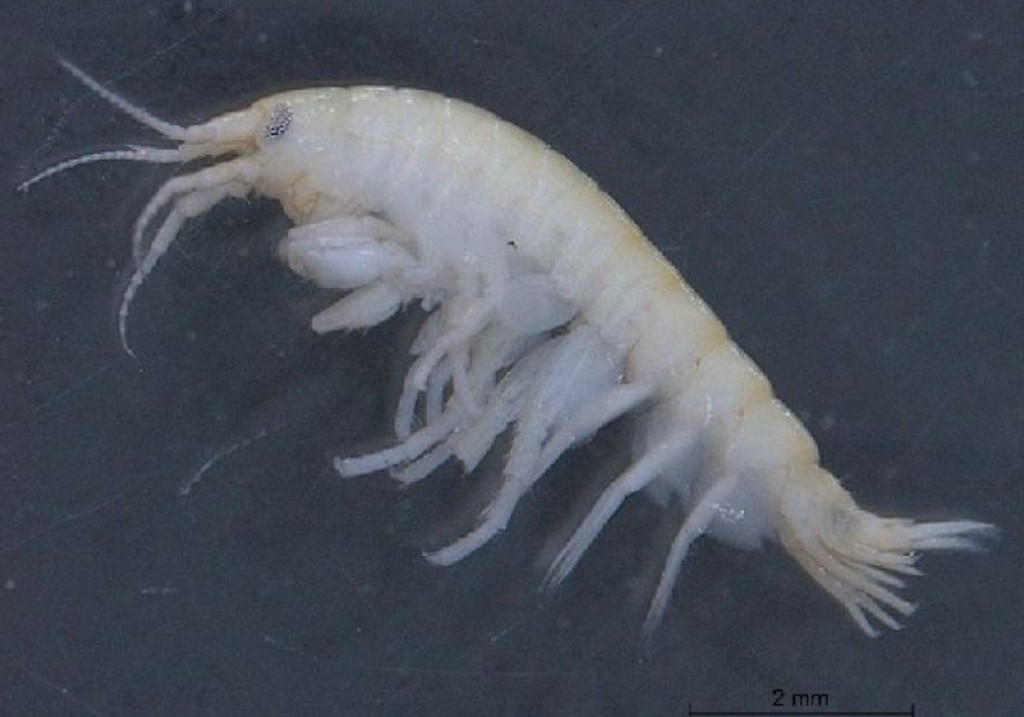 Obesogammarus_crassus-12.jpg