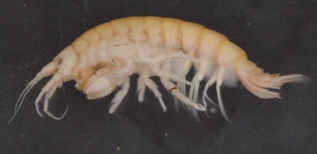 Obesogammarus_crassus-13.jpg