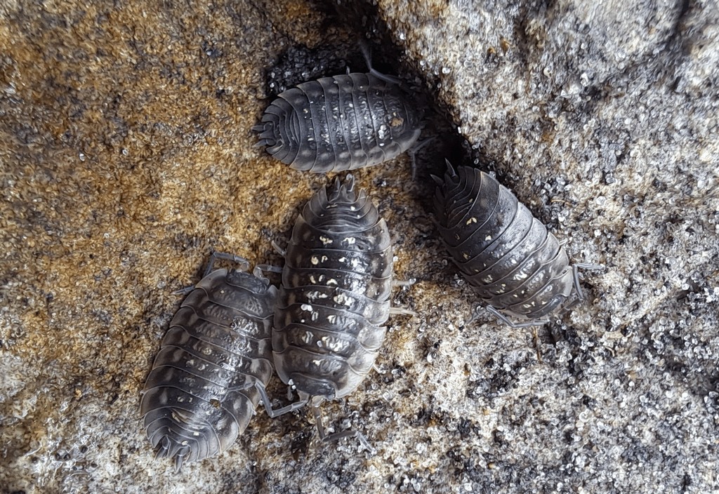 Oniscus_asellus-10a.jpg