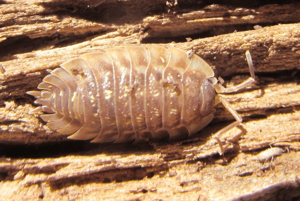 Oniscus_asellus-11.jpg