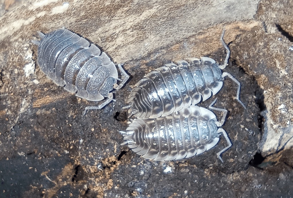 Oniscus_asellus-12.jpg