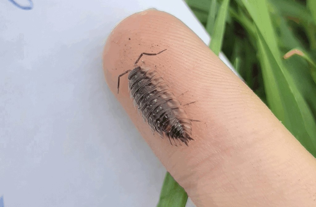 Oniscus_asellus-13.jpg