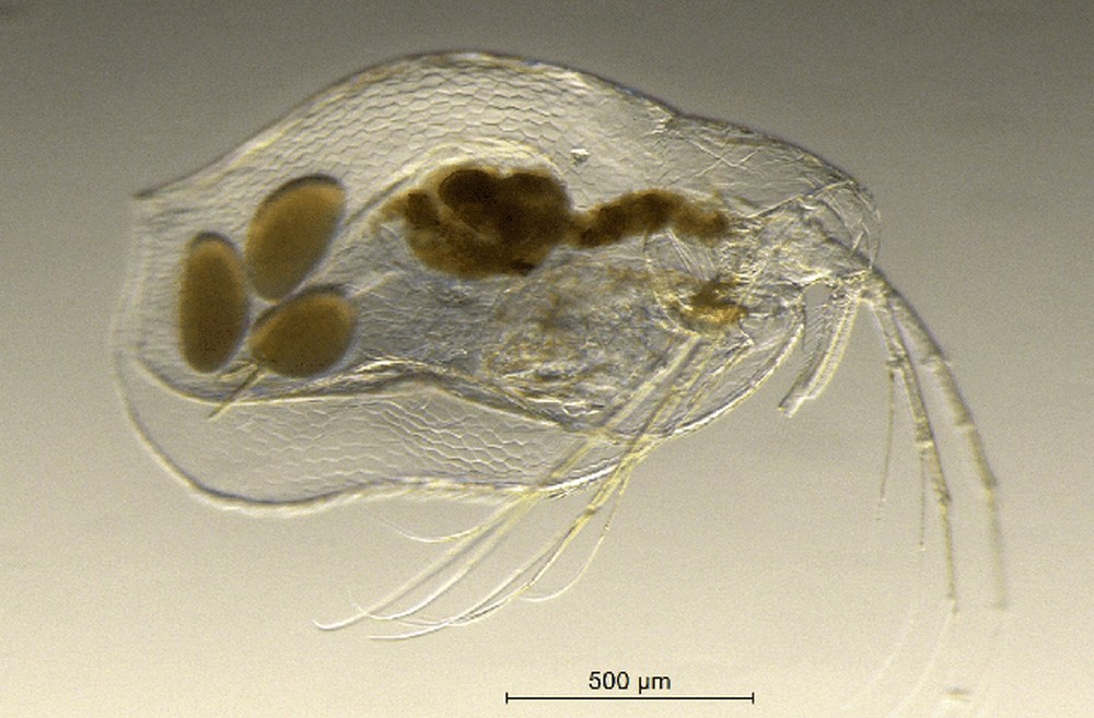 Ophryoxus_gracilis-0.jpg