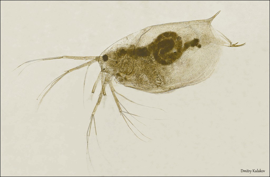 Ophryoxus_gracilis-11.jpg