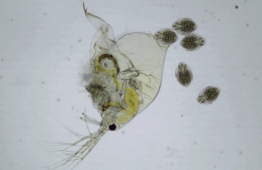 Ophryoxus_gracilis-16.jpg