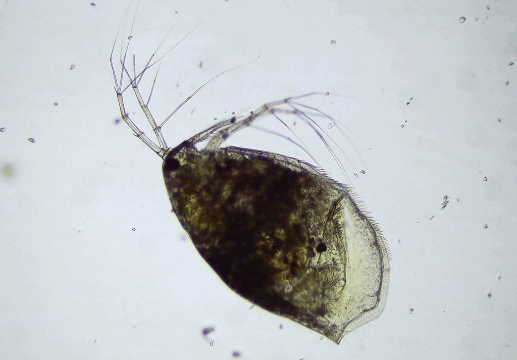 Ophryoxus_gracilis-17.jpg