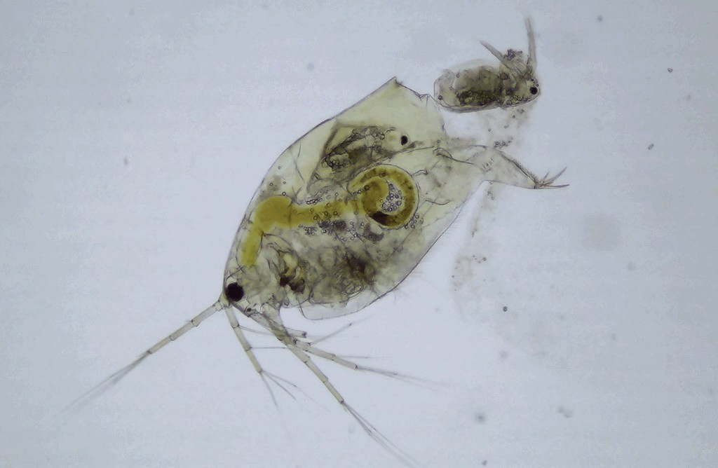 Ophryoxus_gracilis-20.jpg
