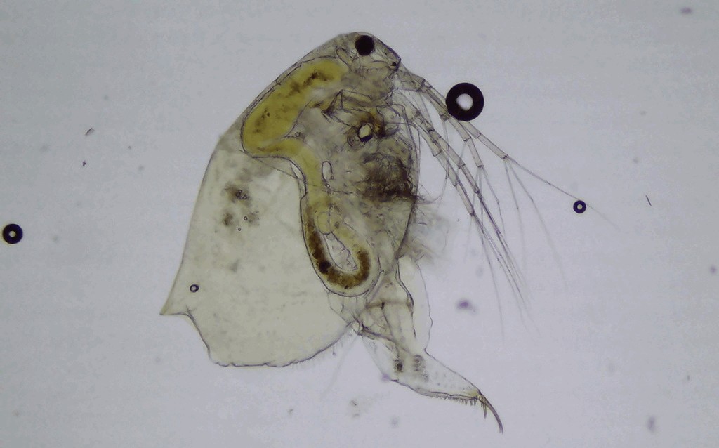 Ophryoxus_gracilis-22.jpg