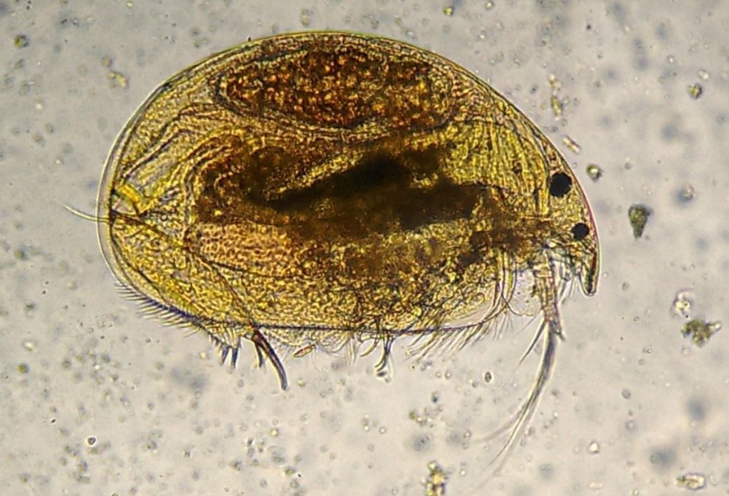 Oxyurella_tenuicaudis-1.jpg