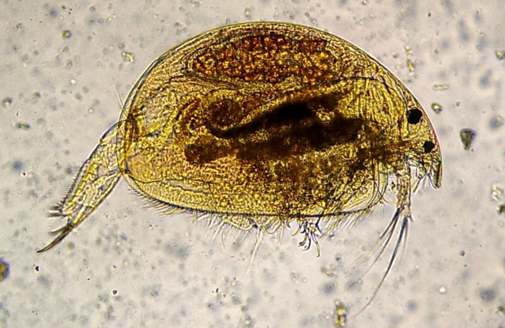 Oxyurella_tenuicaudis-2.jpg