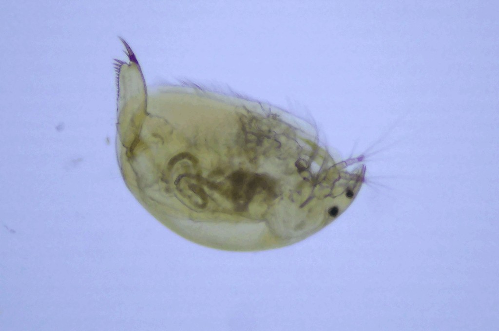 Oxyurella_tenuicaudis-3.jpg
