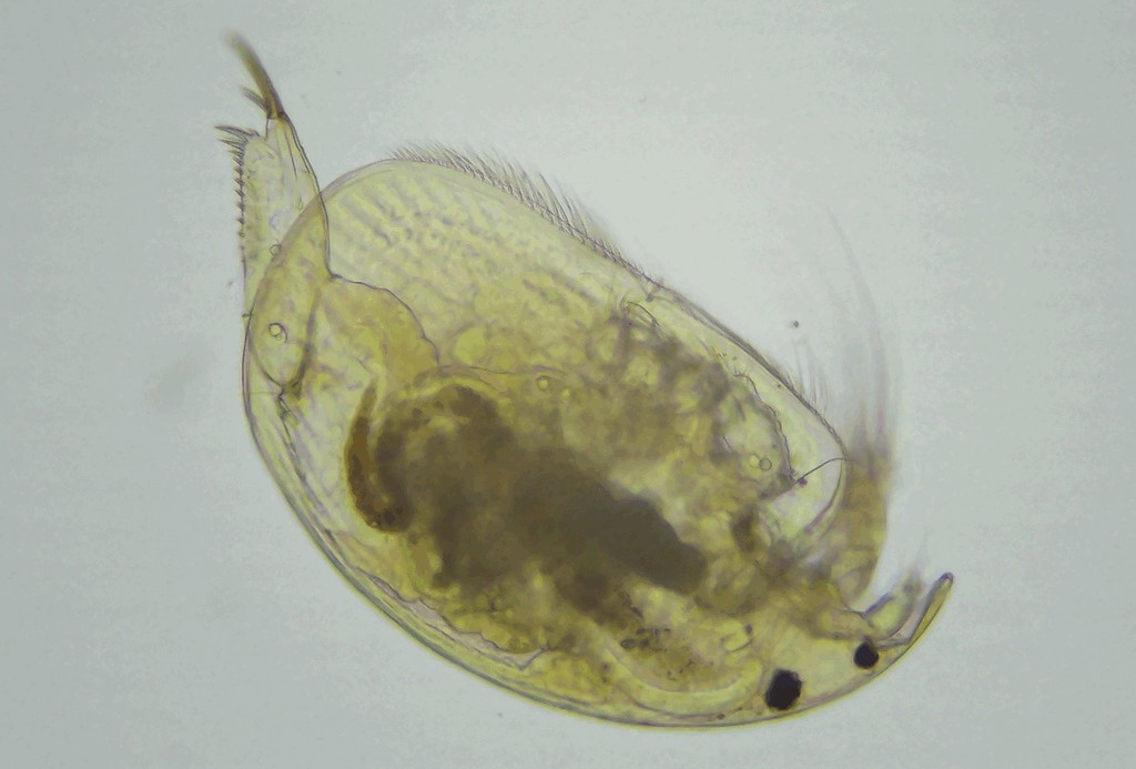 Oxyurella_tenuicaudis-4.jpg