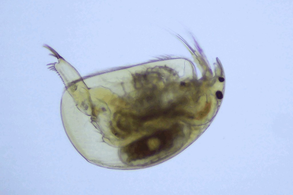Oxyurella_tenuicaudis-5.jpg